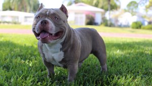 Venom The $500,000 American Bully