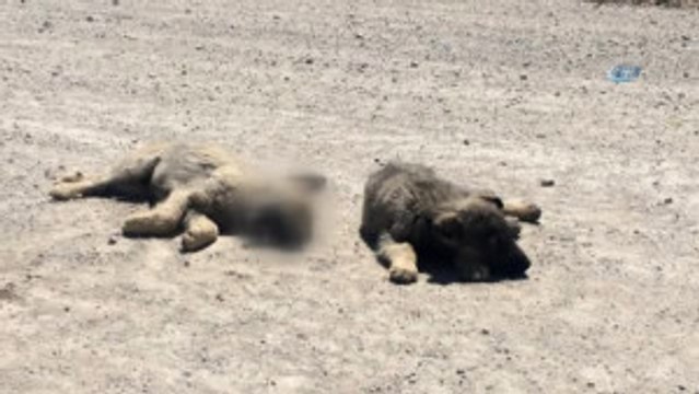 Yavru Köpek Ölen Kardeşinin Yanından Ayrılmadı