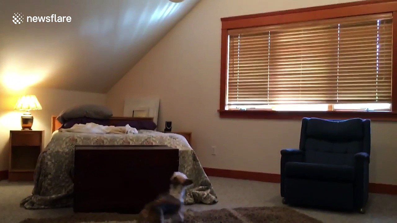 Dog obsessed with catching balloon