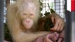 Orangutan Kalimantan albino ditemukan dan diselamatkan di Kalimantan Tengah - TomoNews