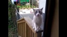Funniest Cats Compilation [ Best HD scenes 2017 ] | YOLOTV