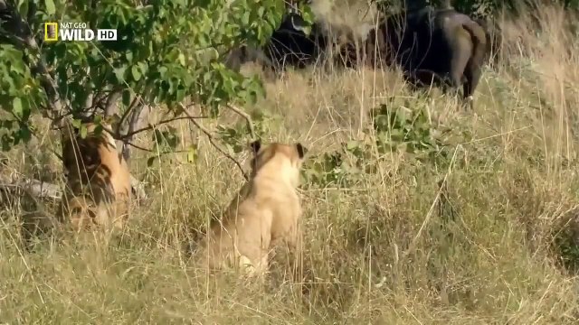 National Geographic Vahşi Yolculuk Botsvana Türkçe Doğa Belgeseli