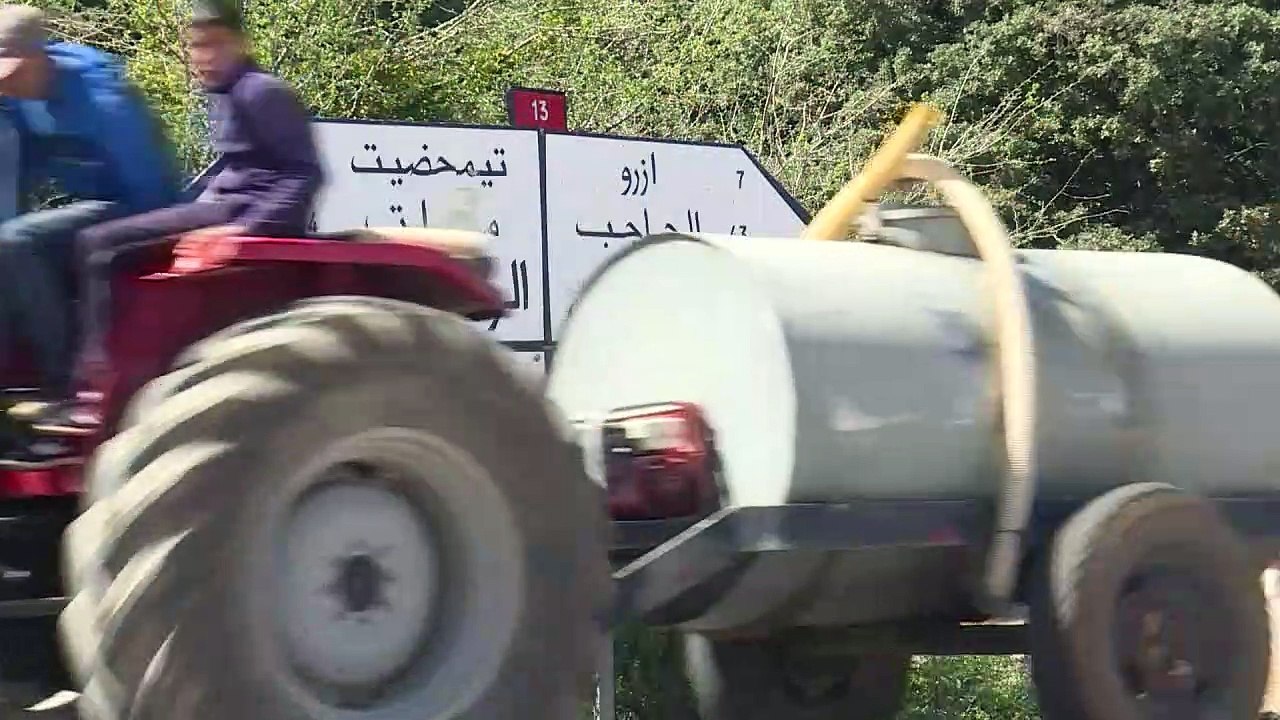 Le Maroc veut sauver le singe magot, un macaque en danger