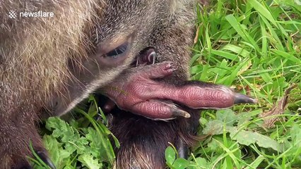 Baby kangaroo pops out of mother's pouch on a Spring day