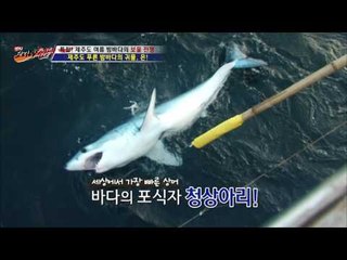 제주도에 상어가 나타났다!!! [뉴 코리아 헌터] 7회 20160721