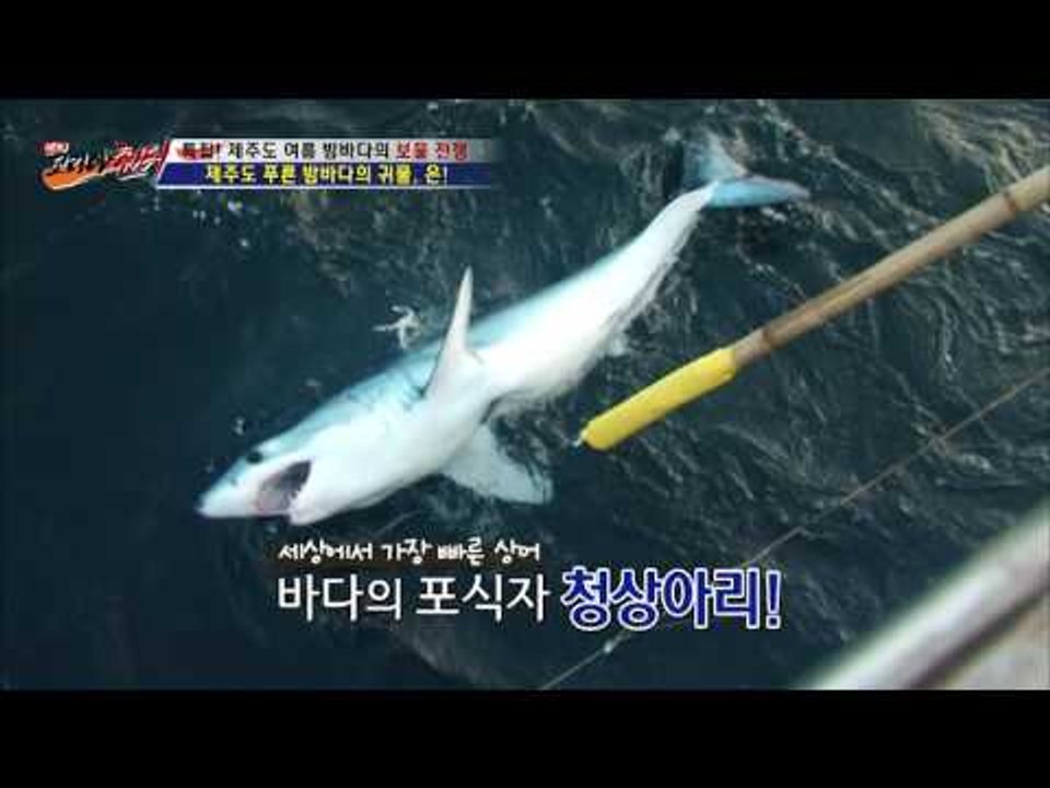 제주도에 상어가 나타났다!!! [뉴 코리아 헌터] 7회 20160721