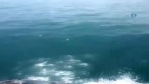 Balıkçı Teknesiyle Yarışan Yunus Balığı Amatör Kamerada