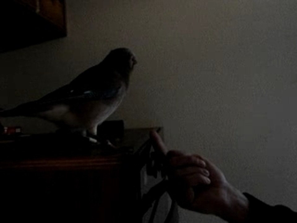 MOV01411