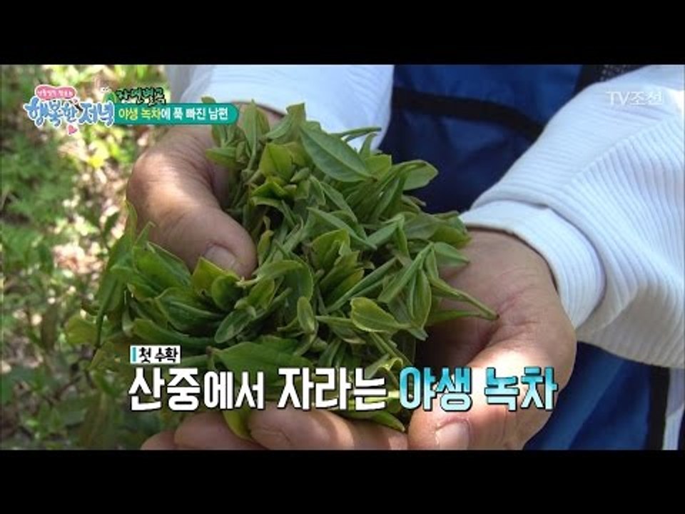야생 녹차에 푹 빠진 남편 [행복한 저녁] 16회 20170503