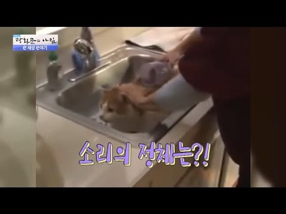 목욕하기 싫은 고양이가 한 말은? 지구촌 동물 이야기! [광화문의 아침] 278회 2...