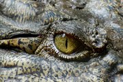 [L’animal&l’Homme] Ne sous-estimons pas l’intelligence des crocodiles !