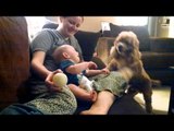 Baby Giggles at Cute Cocker Spaniel