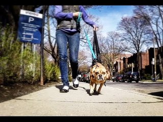 Puggle Learns to Walk Again With the Help of Harness