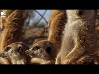 Dünyanın en üç kağıtçı kuşu - Drongo Kuşu