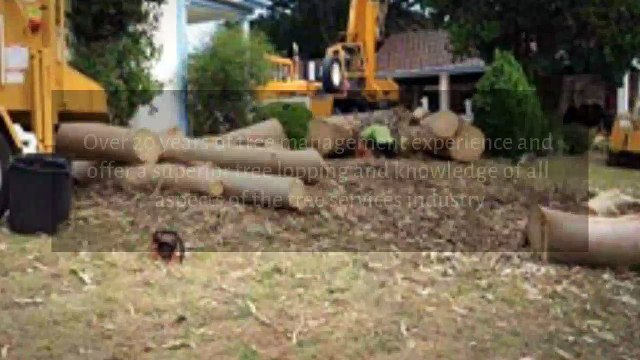 Tree Cutting in Parramatta - Tall Timbers Tree Services - InfoIsInfo
