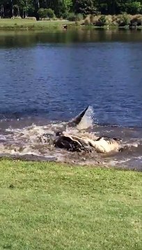 Combat entre 2 alligators qui se battent pour leur territoire sur un parcours de golf