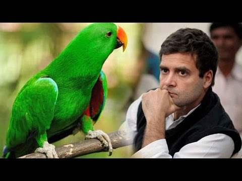 BJP MP Ashwini Kumar calls Rahul Gandhi 'parrot' & Sonia as 'Putana'