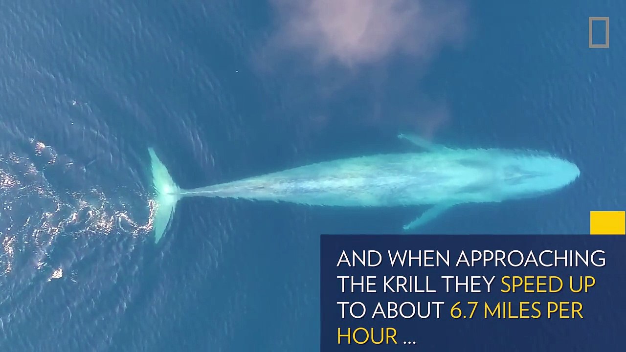 Ils distinguent une forme énorme en filmant l'océan, ce qui sort de l'eau est fascinant, ne clignez pas des yeux!