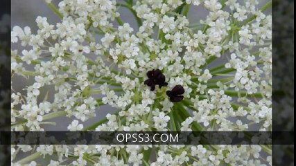 QUEEN ANNE'S LACE 인천오피 OPSS3.COM  오피쓰 인천건마
