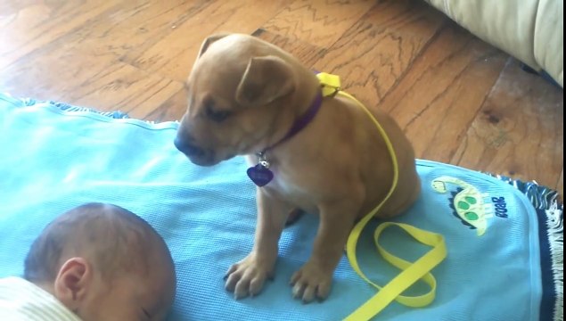 Sleepy Puppy falls asleep on baby - from YouTube