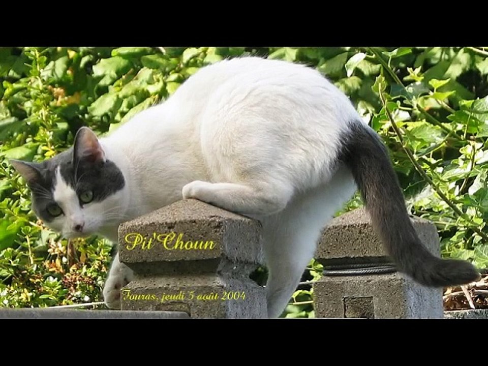 Diapanimaux