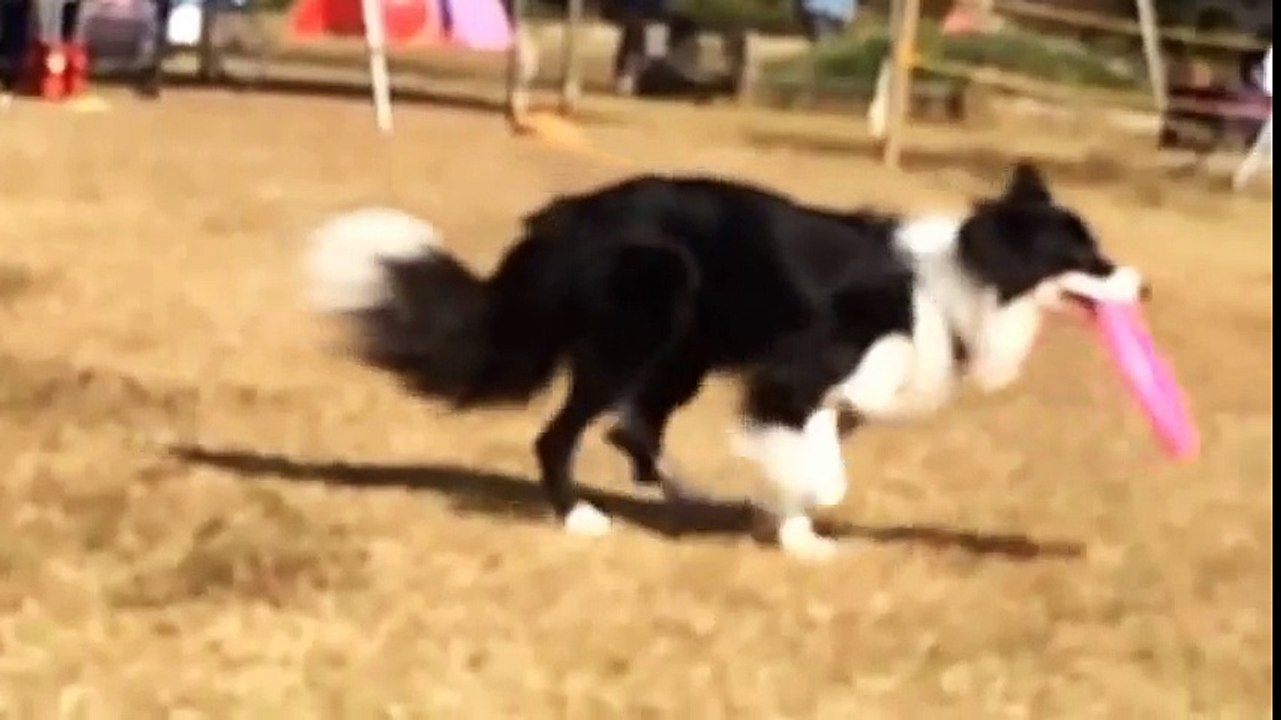 ドッグショー　フリスビー　ディスク　ボーダーコリー