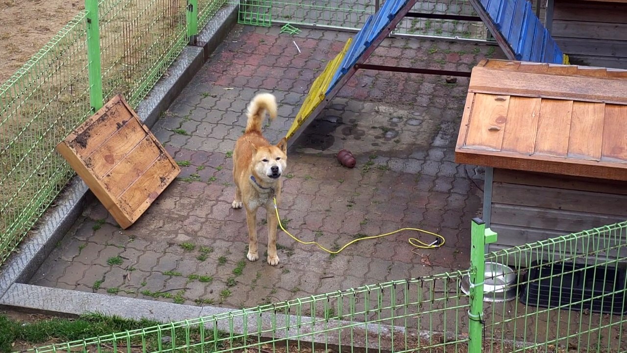 Jindo-Hunde: Zwischen Verehrung und Kochtopf