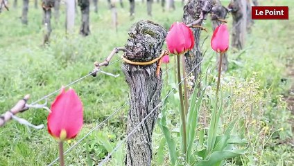 Les métiers du vin #2 : le maître de chai