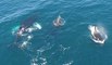 Humpback Whales Interfere as Killer Whales Feed on a Gray Whale Calf