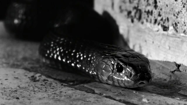 Bvlgari for Man en Catalogo