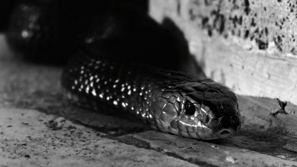 Bvlgari for Man en Catalogo