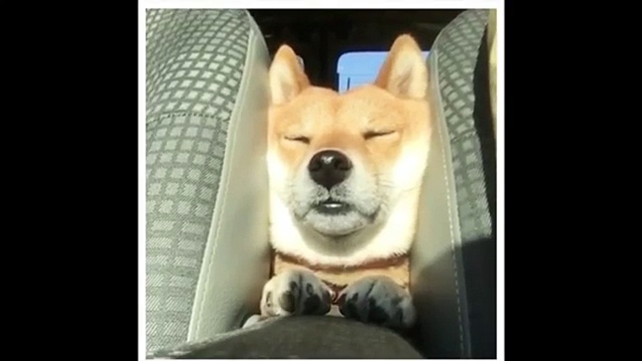 Passenger Dog