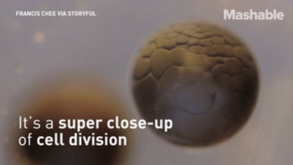 Stunning time-lapse of an egg's cell division will leave you in awe