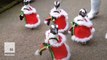 Adorable parade of Santa penguins is the best gift you'll get this holiday