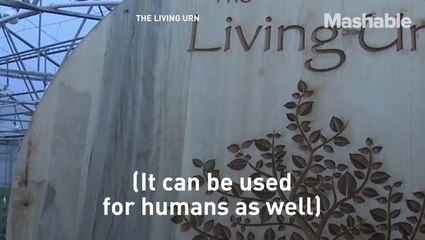 Here's another way to bury your pet — grow it into a tree