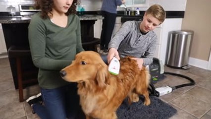 Finally, you can vacuum clean your dog