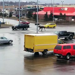 Cet énorme animal court sur l'autoroute !