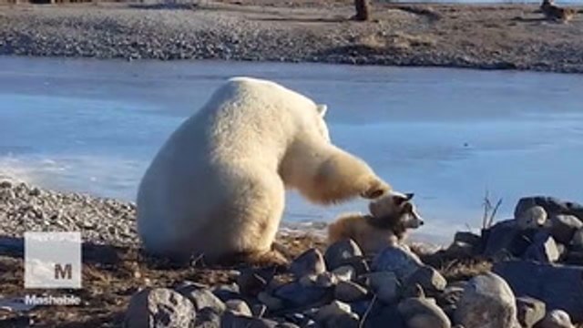 This polar bear petting a dog is proof that everything is going to be just fine