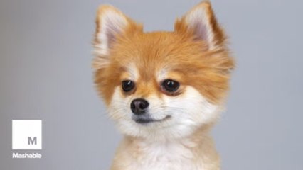 Pomeranian beauty from the last 100 Years