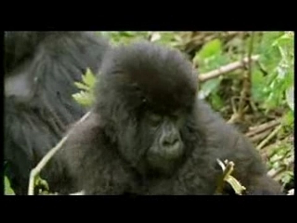 Singe de terre