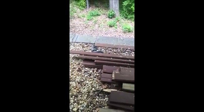 Quand un gros serpent noir rentre chez toi... OUPS