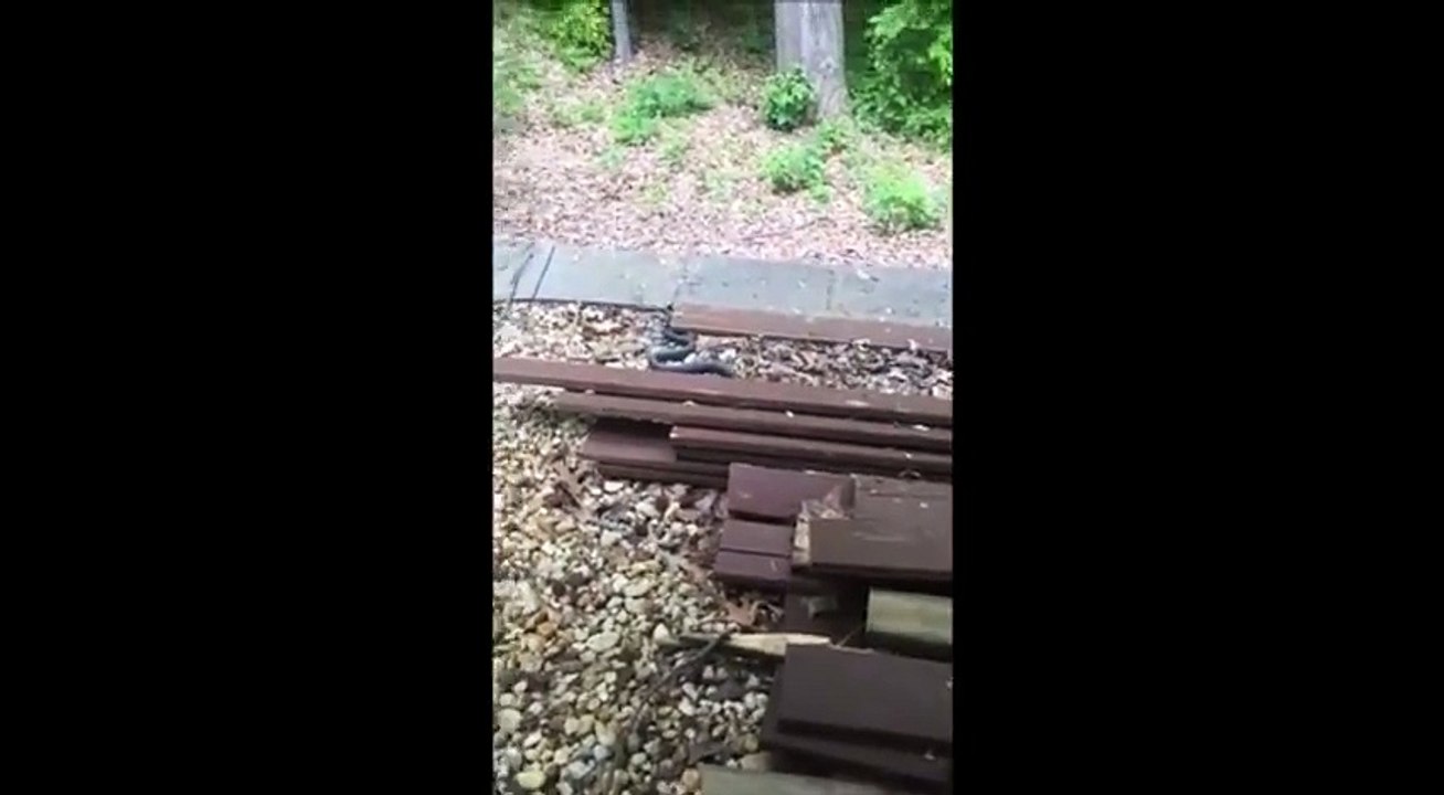 Quand un gros serpent noir rentre chez toi... OUPS