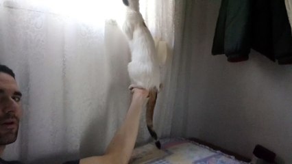 gatito asomado a la ventana otra vez