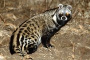 African Civet (Civettictis civetta)