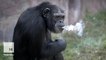 Chimp smokes a pack of cigarettes a day at North Korean zoo