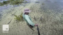 Florida man hangs out with baby sharks and captures awesome footage