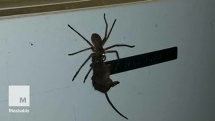 This giant spider carrying a dead mouse will make you reconsider your trip to Australia