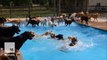 This doggy daycare center threw the cutest pool party ever