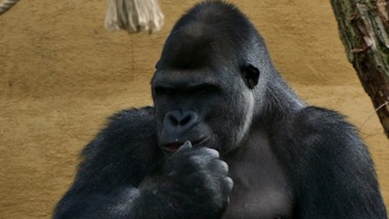 Rencontre avec Yling, soigneuse des gorilles de Pairi Daiza