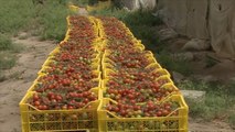 الأردن يتخذ إجراءات لضمان سلامة المنتجات الزراعية